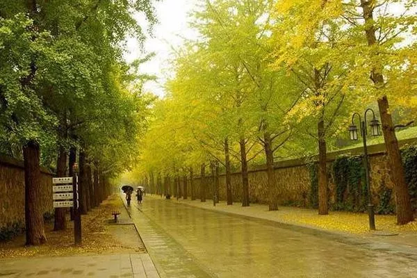 2021北京圆明园银杏大道在哪里 附最佳观赏时间及地点