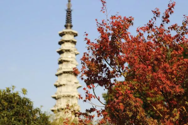 杭州哪里有枫叶和银杏树的景点