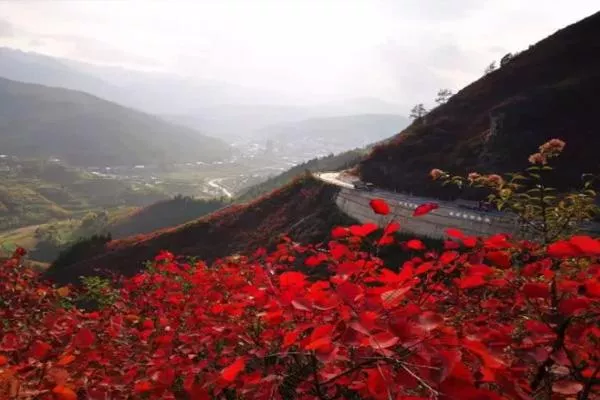 2021重庆巫山红叶最佳观赏路线