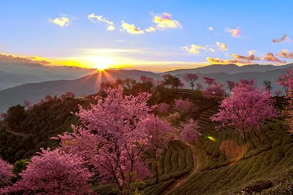 2021大理无量山樱花谷门票多少钱 无量山樱花谷攻略