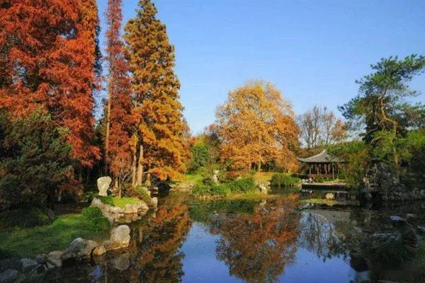 杭州哪里有枫叶和银杏树的景点