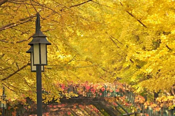 2021北京圆明园银杏大道在哪里 附最佳观赏时间及地点