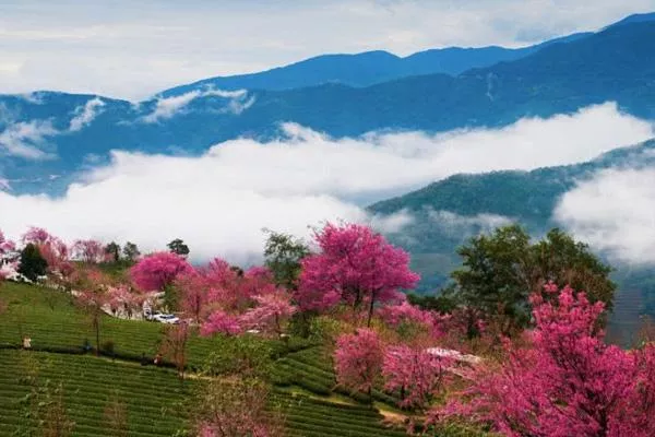 2021大理无量山樱花谷门票多少钱 无量山樱花谷攻略