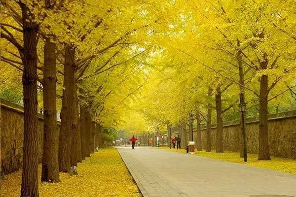 2021北京圆明园银杏大道在哪里 附最佳观赏时间及地点