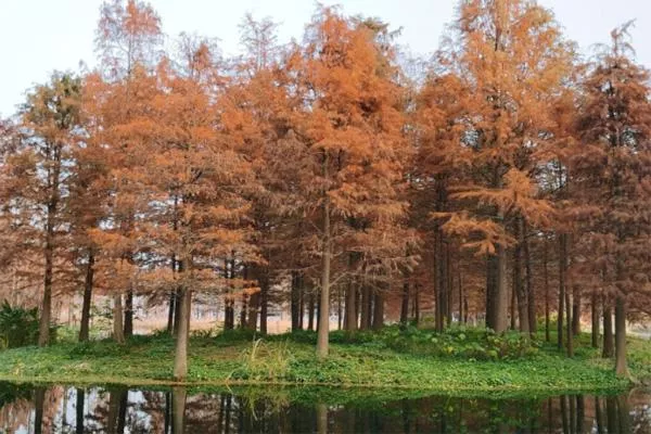 上海青西郊野公园水杉什么时候红2021