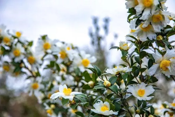 中国印山景点特产推荐