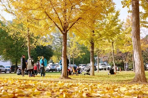 武汉<a href='/jingdian/51728' target=_blank>银杏树</a>最多的地方在哪 <a href='/xibei/' target=_blank>西北</a>湖这个地方的银杏林别错过了 武汉银<a href='/xingshu/' target=_blank>杏树</a>最多的地方在哪 西北湖这个地方的银杏林别错过了