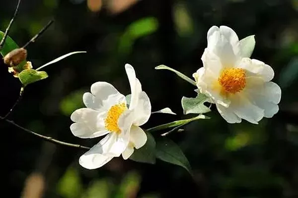 温州的市花是什么 山茶花最符合温州的气质