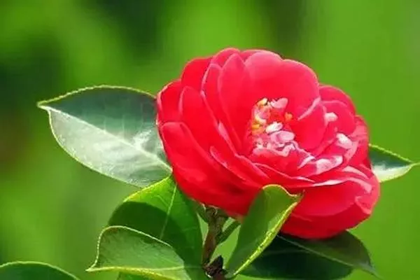 温州的市花是什么 山茶花最符合温州的气质