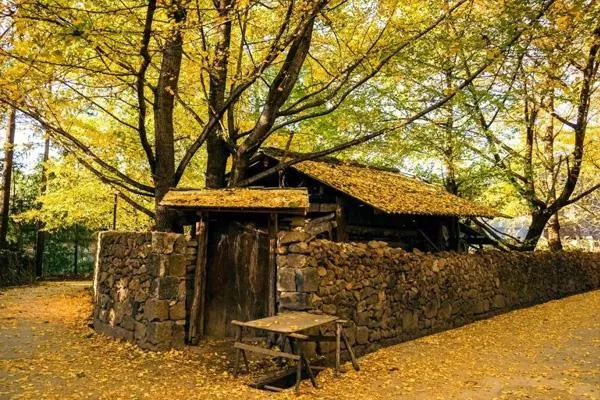 腾冲到银杏村怎么坐车 腾冲银杏村几月份去