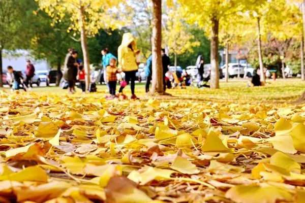 武汉银杏树最多的地方在哪 西北湖这个地方的银杏林别错过了 武汉银杏树最多的地方在哪 西北湖这个地方的银杏林别错过了