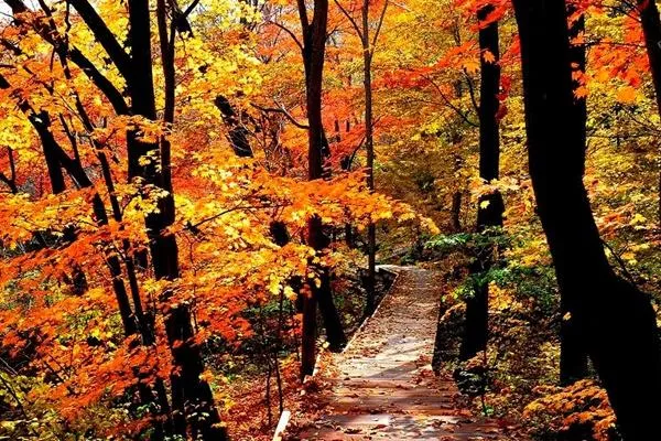 天桥沟国家森林公园在哪 最适合什么时候去玩 天桥沟国家森林公园在哪 最适合什么时候去玩