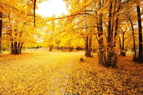 杭州哪里有枫叶和<a href='/jingdian/51728' target=_blank>银杏树</a>的景点 杭州哪里有枫叶和<a href='/yinxing/' target=_blank>银杏</a>树的景点