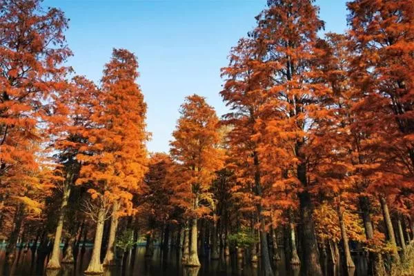 上海青西郊野公园水杉什么时候红2021