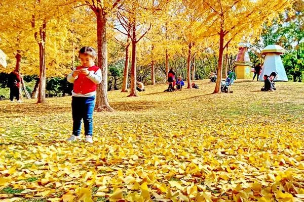 武汉银杏树最多的地方在哪 西北湖这个地方的银杏林别错过了 武汉银杏树最多的地方在哪 西北湖这个地方的银杏林别错过了