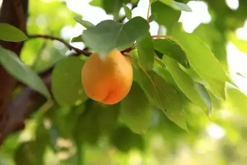 济<a href='/nante/' target=_blank>南特</a>色土特产推荐