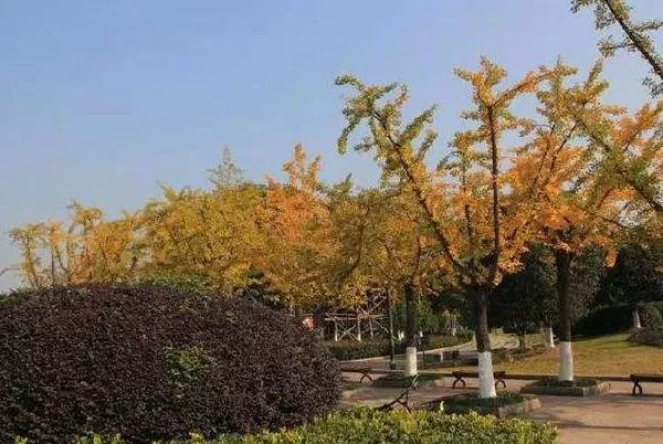 温州哪里有赏银杏的好地方 温州赏银杏地点推荐 温州哪里有赏银杏的好地方 温州赏银杏地点推荐