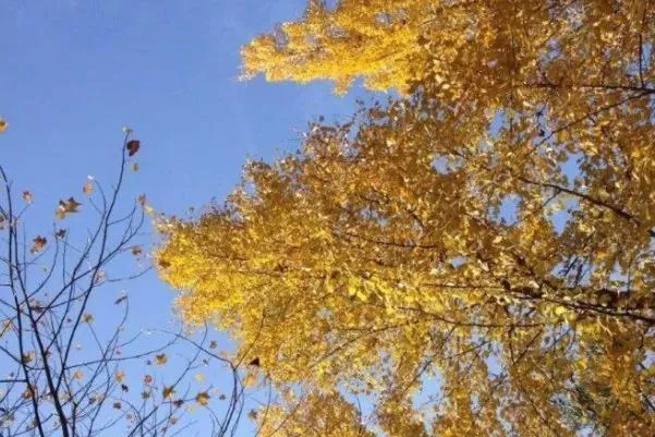 温州哪里有赏银杏的好地方 温州赏银杏地点推荐 温州哪里有赏银杏的好地方 温州赏银杏地点推荐