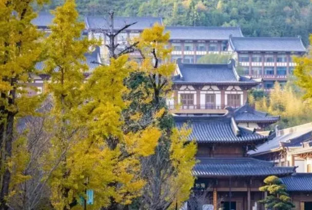 温州哪里有赏银杏的好地方 温州赏银杏地点推荐 温州哪里有赏银杏的好地方 温州赏银杏地点推荐