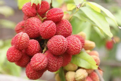 拒食猫狗 探访狗肉节之外的真实玉林