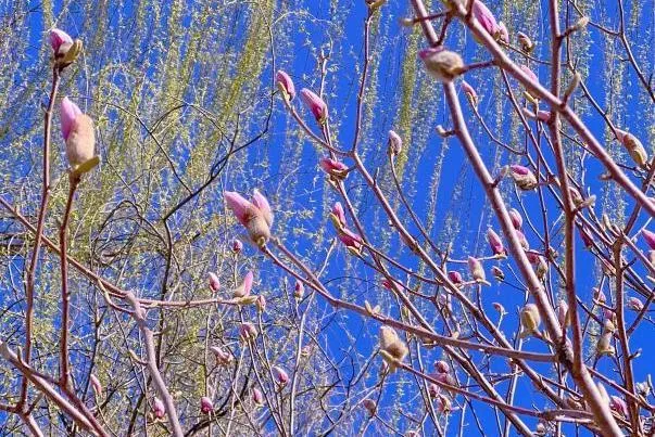 北京朝阳公园赏花游玩路线推荐
