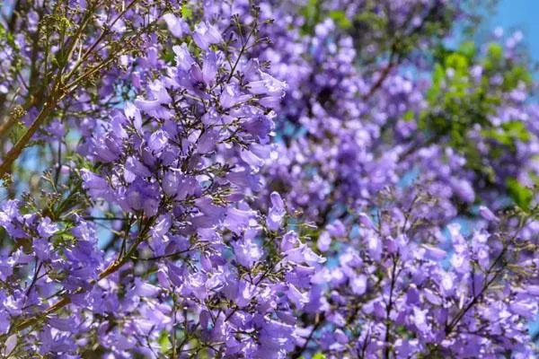 2022云南哪里有蓝花楹 2022云南哪里有蓝花楹