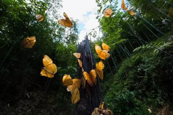 云南蝴蝶谷旅游攻略 附最佳观赏时间及地点