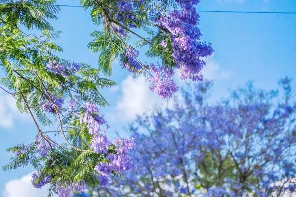 2022云南哪里有蓝花楹 2022云南哪里有蓝花楹