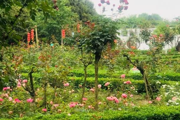 重庆南山植物园有哪些景点