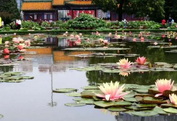 北京观赏睡莲最好的地点 哪
些地方可以看到睡莲