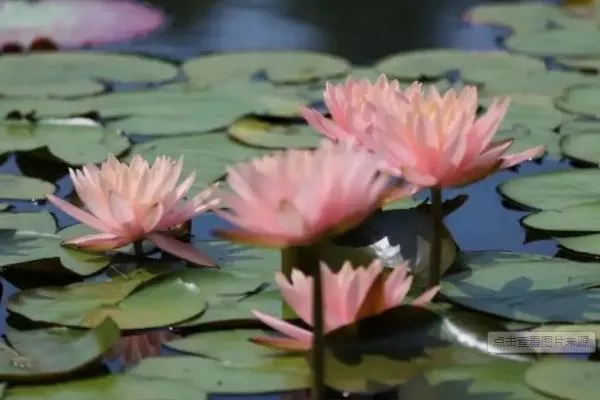 北京观赏睡莲最好的地点 哪些地方可以看到睡莲 北京观赏睡莲最好的地点 哪些地方可以看到睡莲