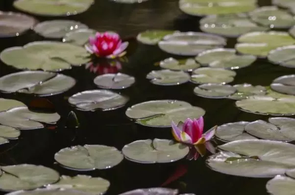 北京观赏睡莲最好的地点 哪些地方可以看到睡莲 北京观赏睡莲最好的地点 哪些地方可以看到睡莲