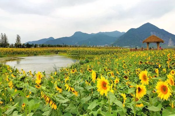 杭州铜鉴湖公园秋季看什么花