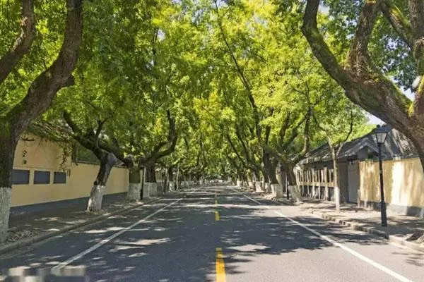 南京最漂亮的梧桐树大道在哪