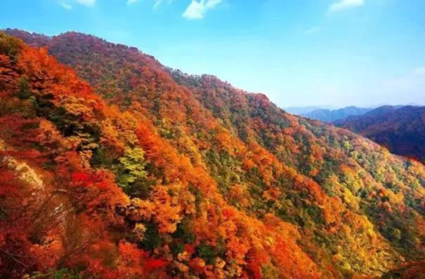 光雾山观赏红叶最佳游览路线