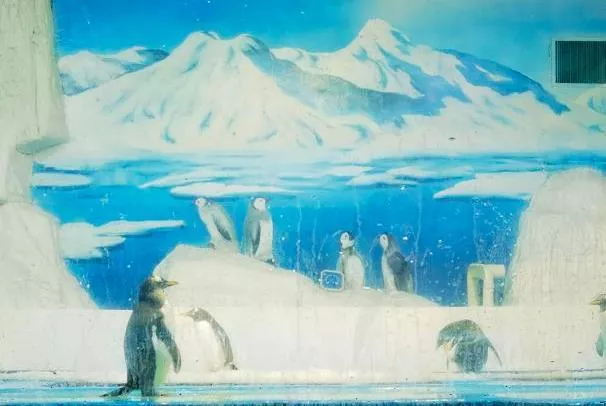 泉城海洋极地世界美人鱼表演时间