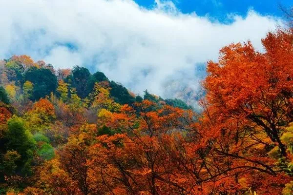 光雾山观赏红叶最佳游览路线