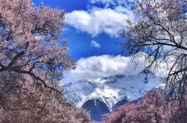 2023西藏看桃花什么时候最好 看桃花的地方有哪些