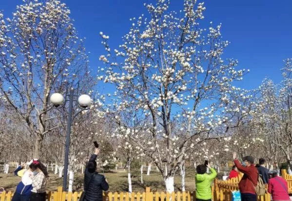 北京哪里有看玉兰花的地方 哪里玉兰花多